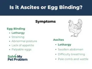 Ascites or egg binding graphic