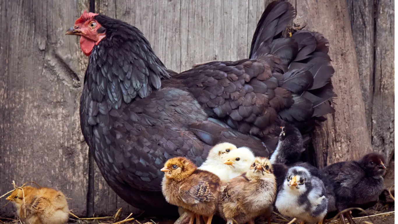 chicken and 4 chicks: backyard chickens winter care