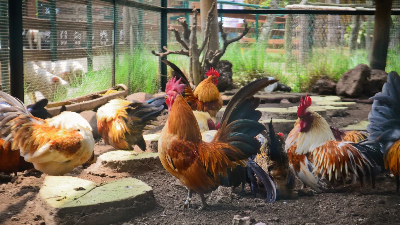 chicken coop vents image