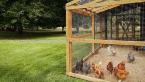 beginners guide to backyard chickens with a coop