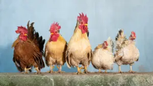 5 chickens with healthy feet