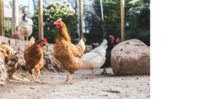 chickens in need of a first aid kit