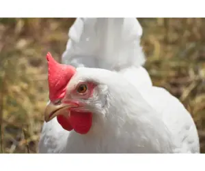 green diarrhea in chickens image of white chicken