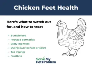 chicken feet health graphic