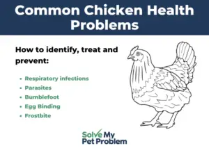 common chicken health problems graphic